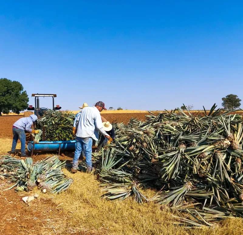 Mantenimiento básico de instalaciones agrícolas